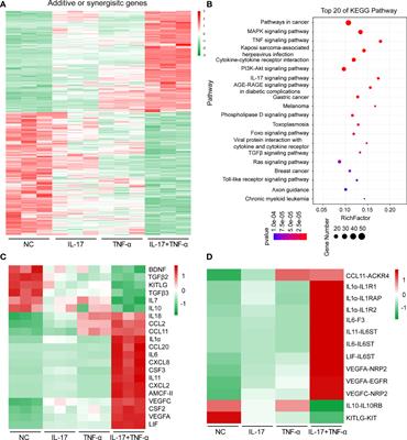 Human IL-17 and TNF-α Additively or Synergistically Regulate the Expression of Proinflammatory Genes, Coagulation-Related Genes, and Tight Junction Genes in Porcine Aortic Endothelial Cells